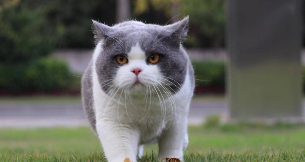 英短貓飼養