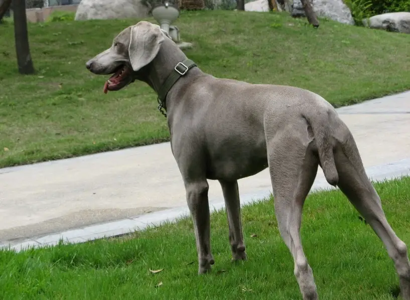 威瑪獵犬 個性 威瑪獵犬 個性
