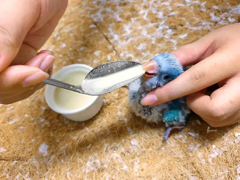 鸚鵡飼料
