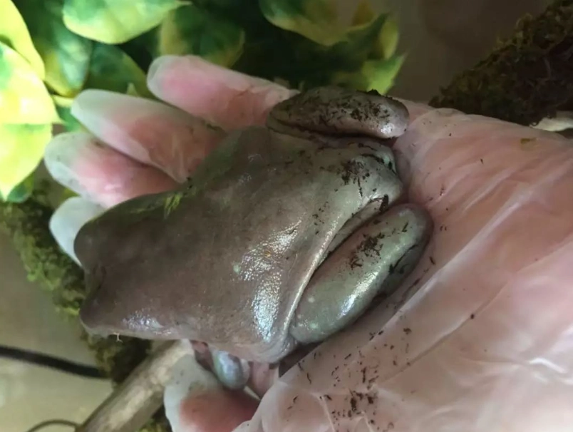 老爷树蛙饲养 老爷树蛙饲养