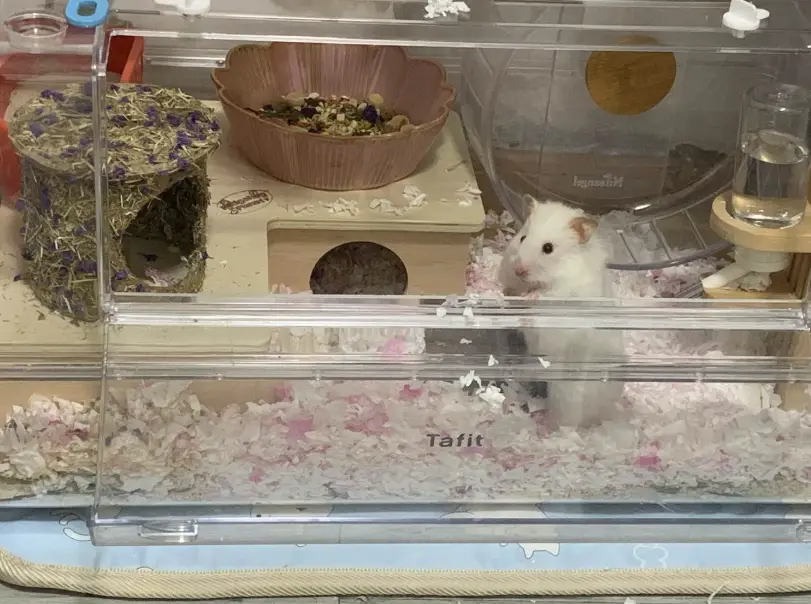 倉鼠用品推薦 倉鼠用品推薦