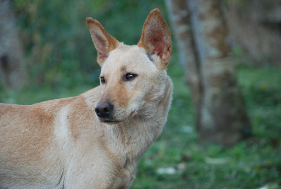 米克斯犬照顧