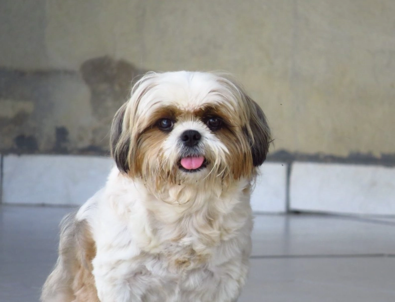 西施犬 西施犬