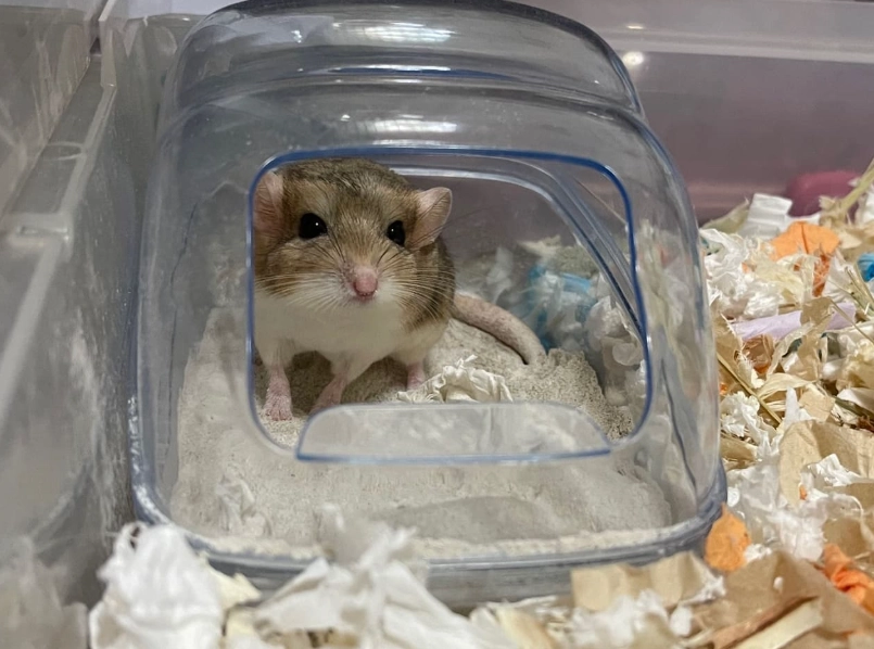 通心粉鼠飼養