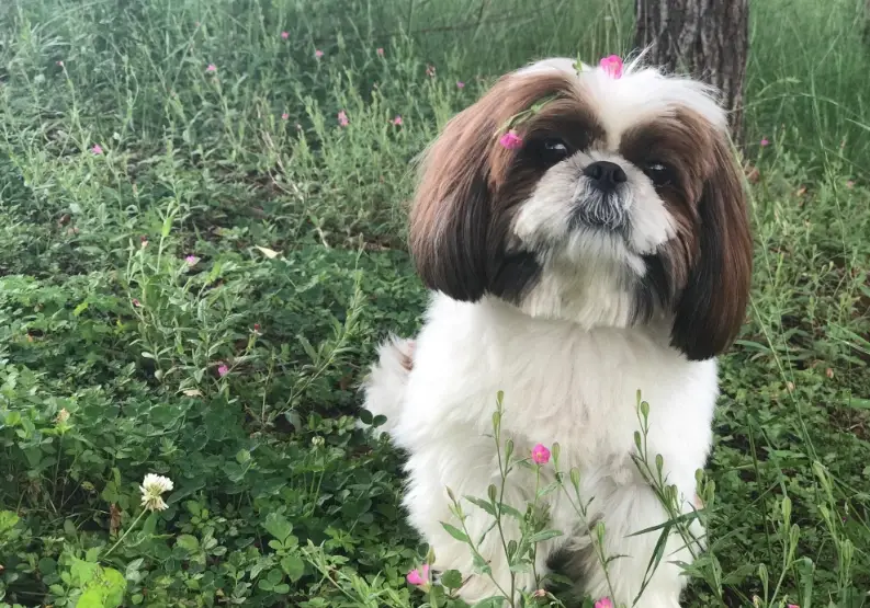 西施犬 西施犬