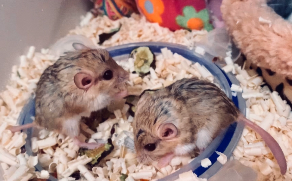 通心粉鼠飼養