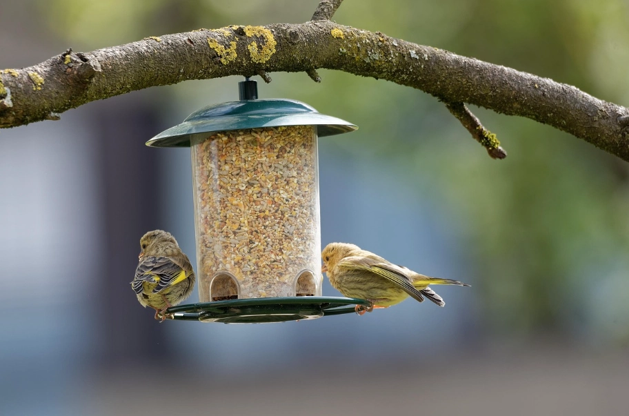 鳥飼料推薦