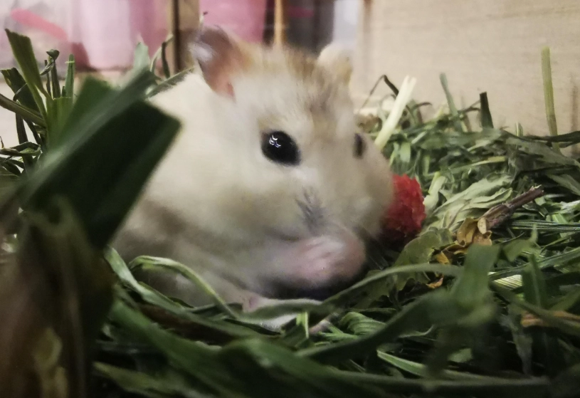 倉鼠飼養費用 倉鼠飼養費用