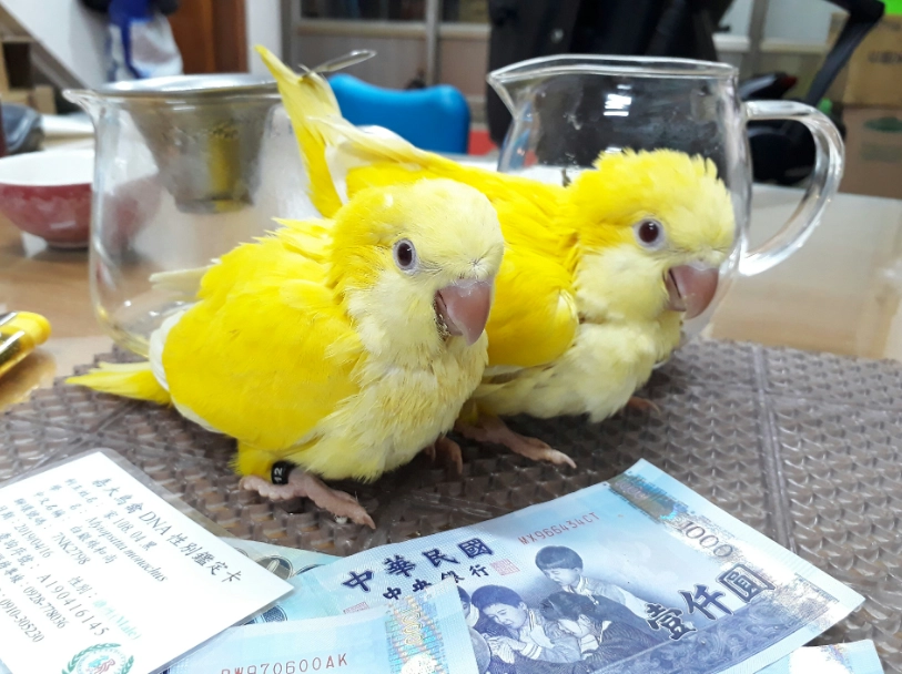 金太陽鸚鵡訓練 金太陽鸚鵡訓練