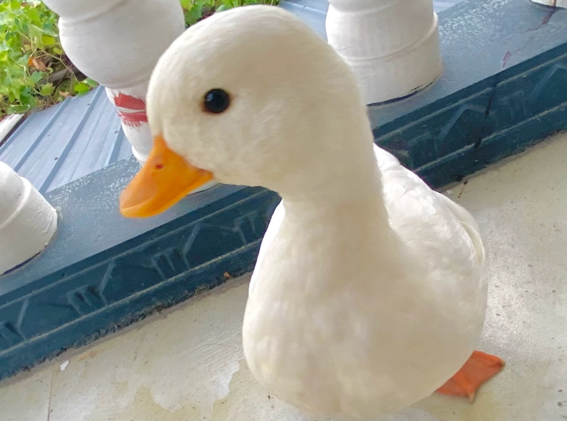 柯爾鴨飼養