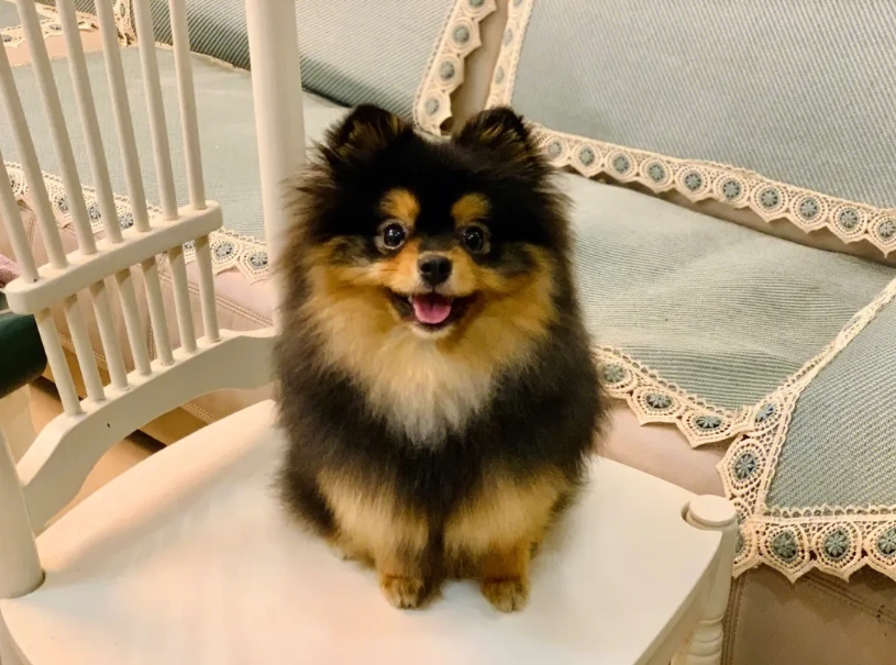 博美犬 博美犬