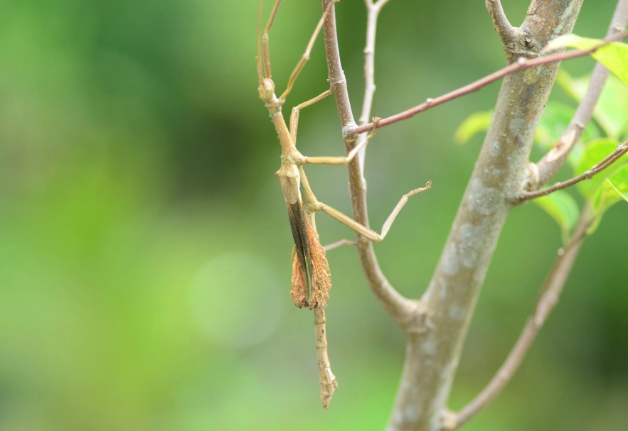 幽靈竹節蟲價格