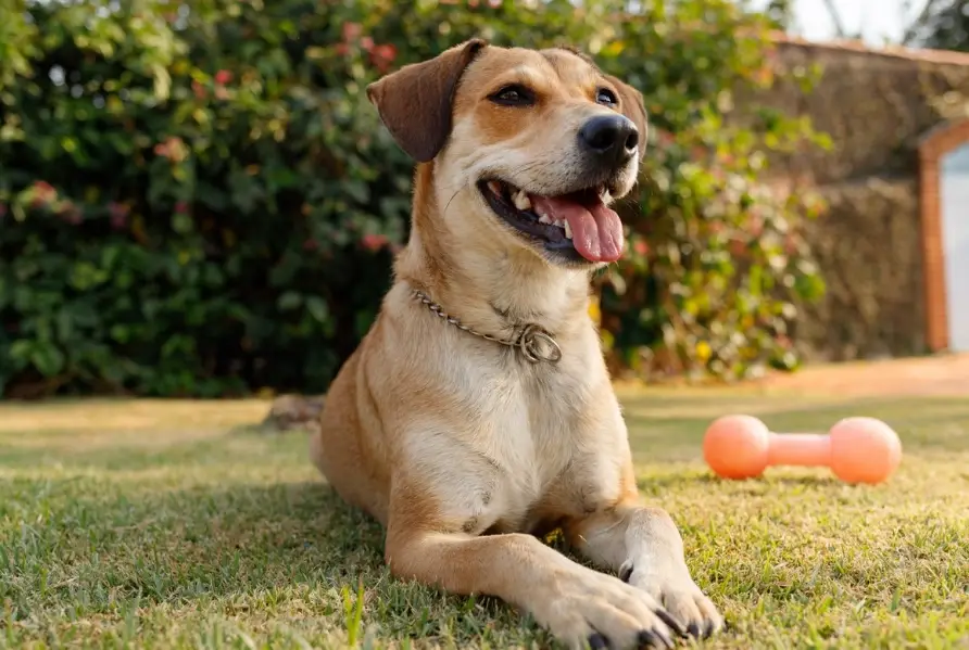 米克斯犬照顧