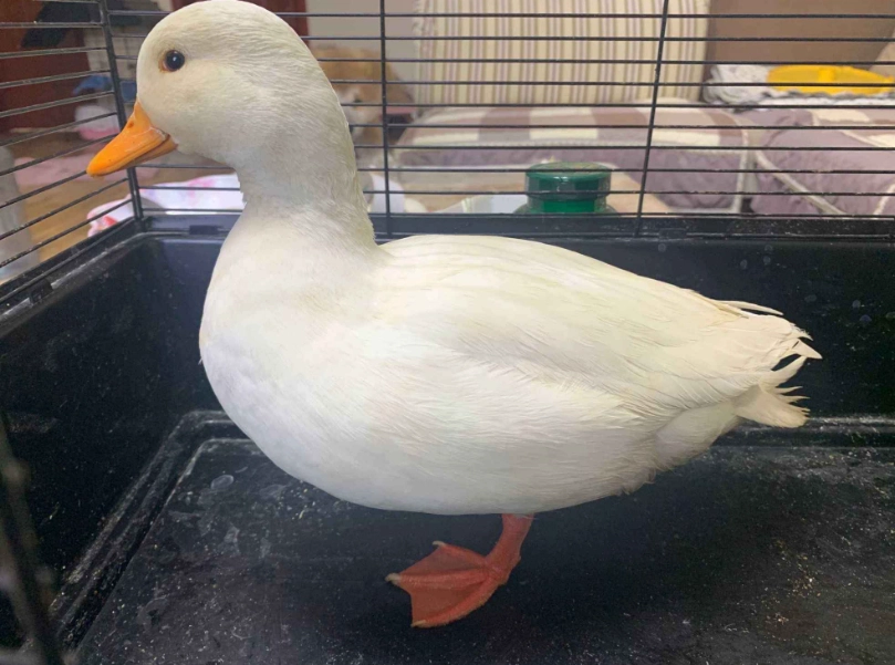 柯爾鴨飼養