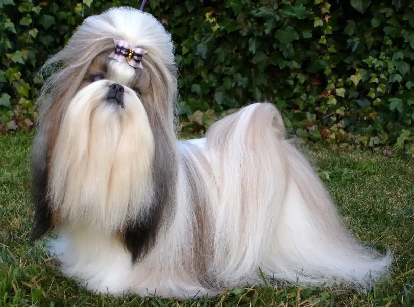 西施犬美容 西施犬美容