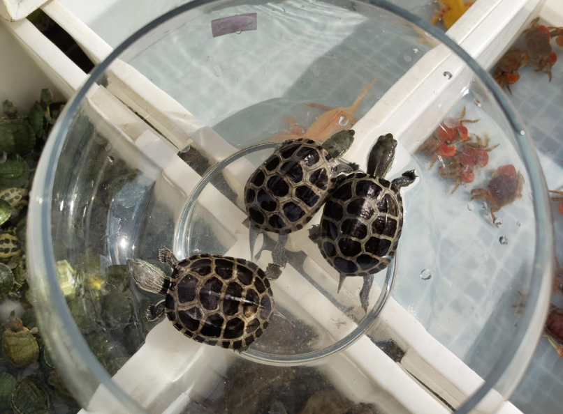 烏龜飼養禁忌