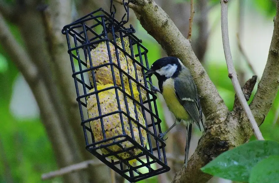鳥飼料推薦