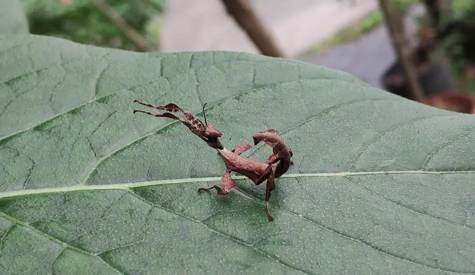 幽靈竹節蟲價格