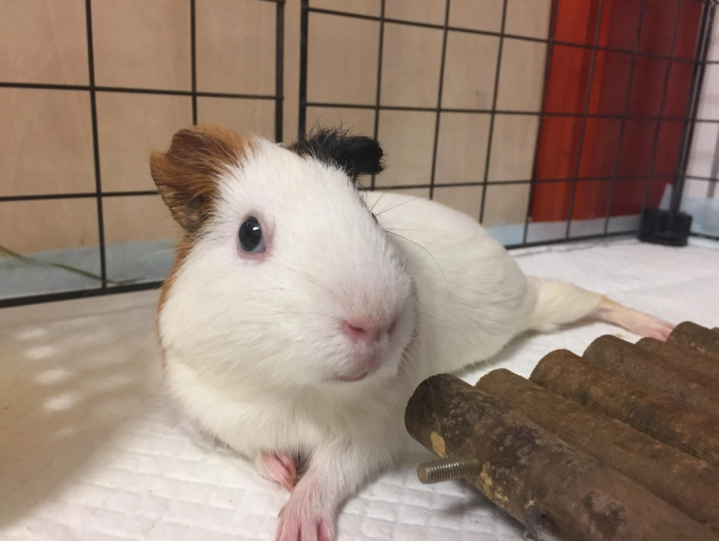 荷蘭豬飼養 荷蘭豬飼養