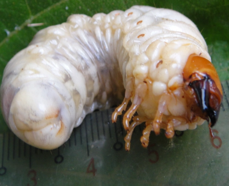獨角仙幼蟲食物 獨角仙幼蟲食物