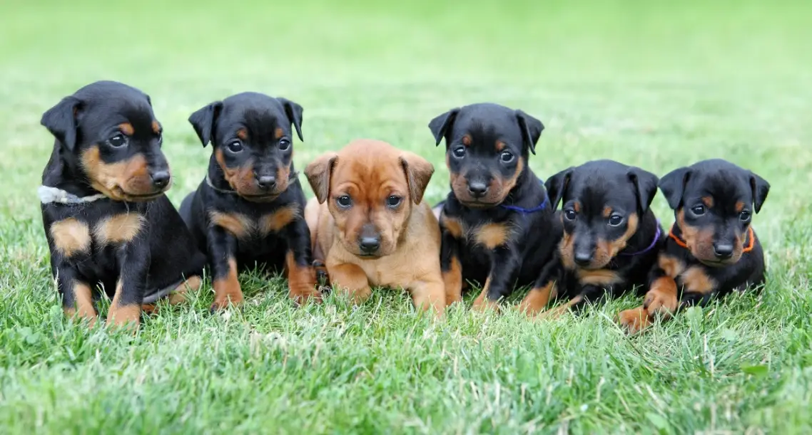 迷你杜賓犬 迷你杜賓犬