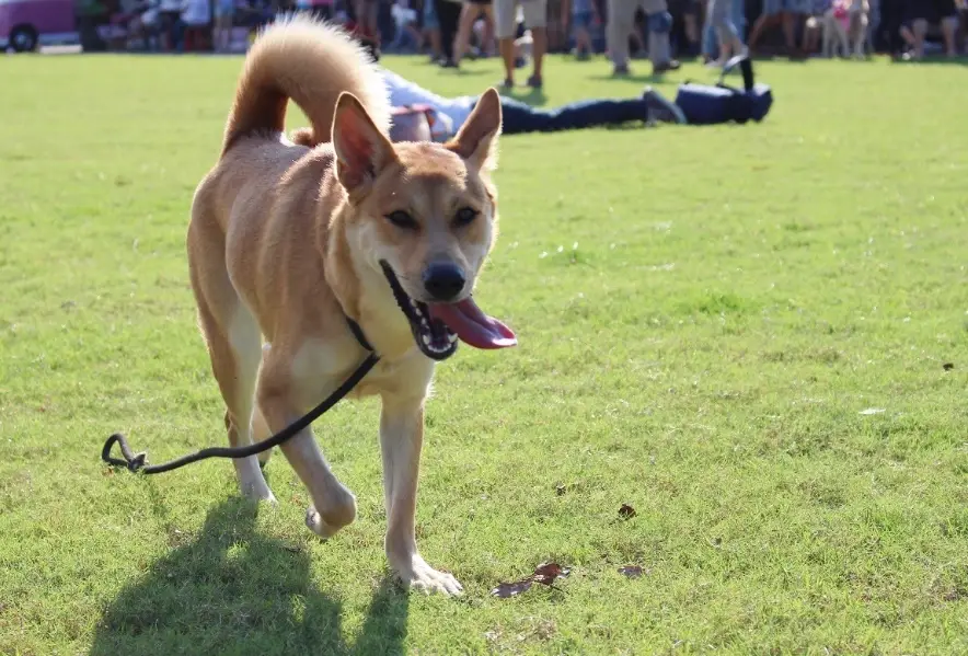 混種犬