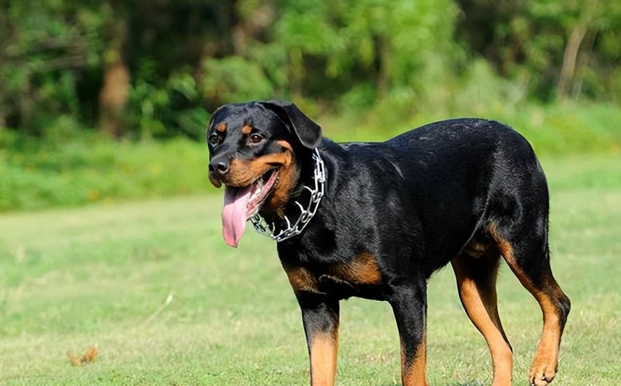 羅威納犬性格