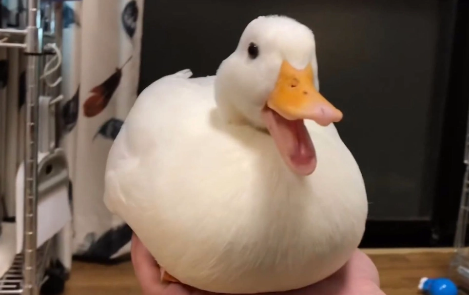 柯爾鴨價格
