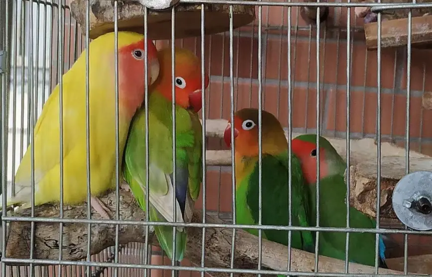 牡丹鸚鵡飼養