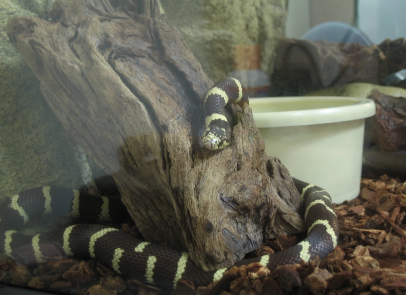 王蛇飼養方法 王蛇飼養方法