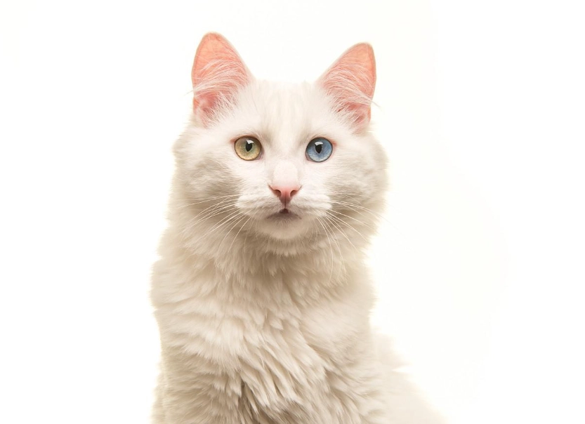 土耳其安哥拉猫价格
