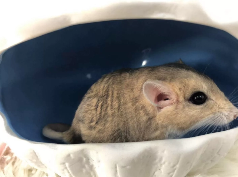 通心粉鼠飼養