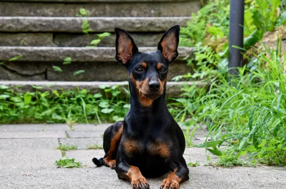 迷你杜賓犬 迷你杜賓犬