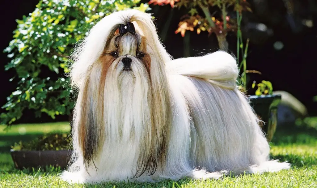 西施犬 西施犬