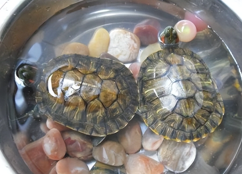 新手養烏龜