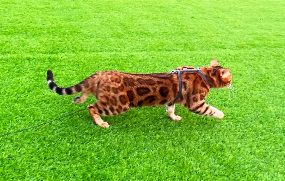 孟加拉豹貓飼養