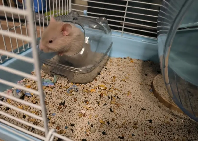 倉鼠飼養費用 倉鼠飼養費用