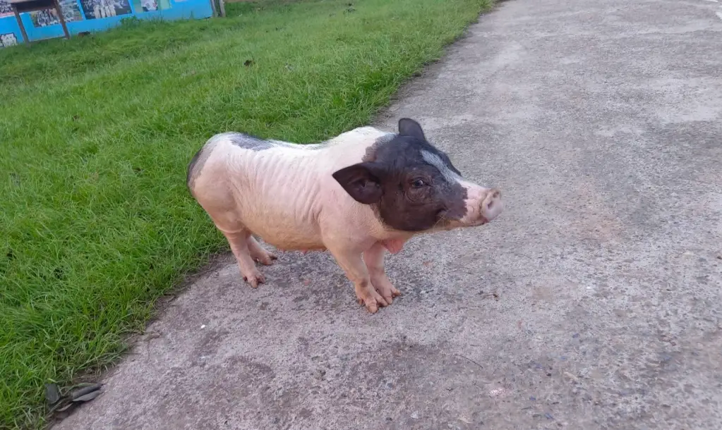 麝香豬飼養 麝香豬飼養