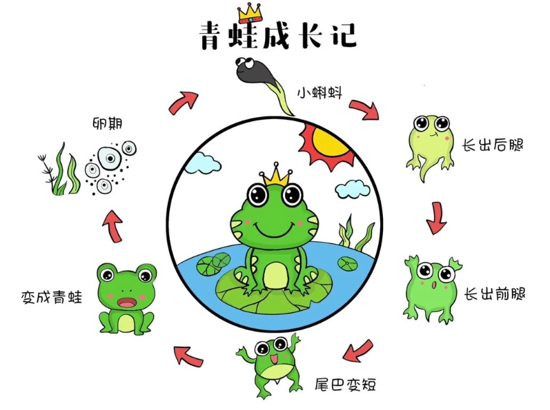 分辨蝌蚪性別 分辨蝌蚪性別