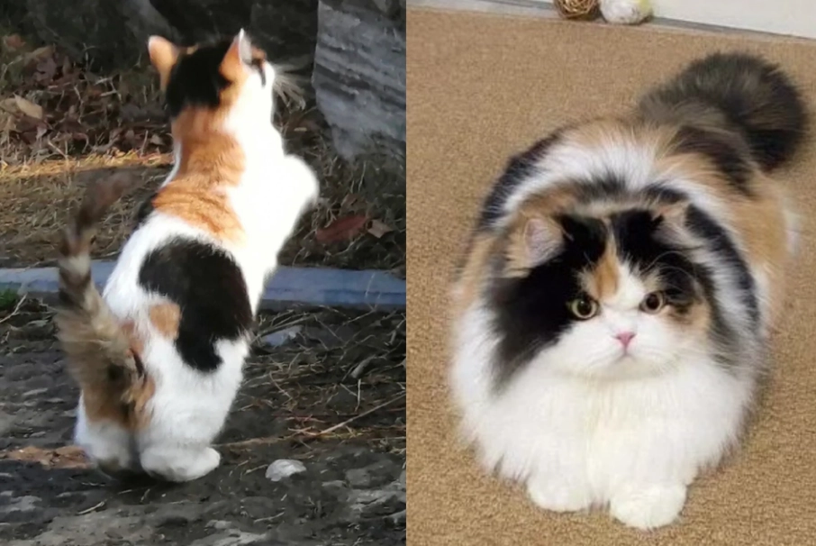 三花貓飼養