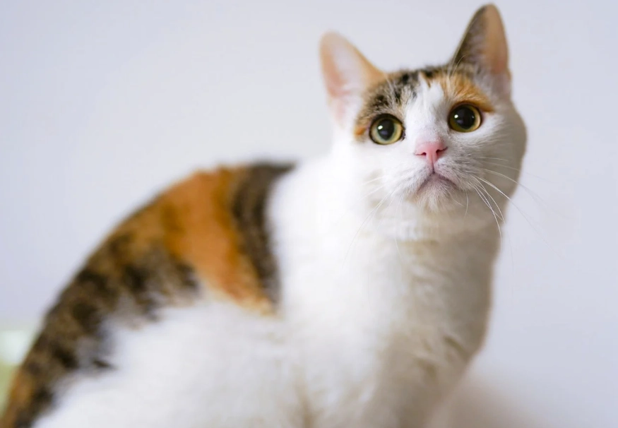 三花貓飼養