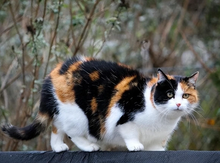 三花貓個性