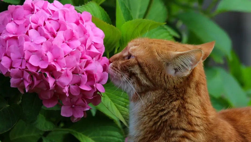 三花貓個性