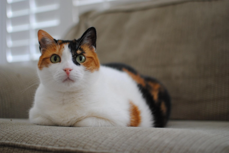 三花貓飼養