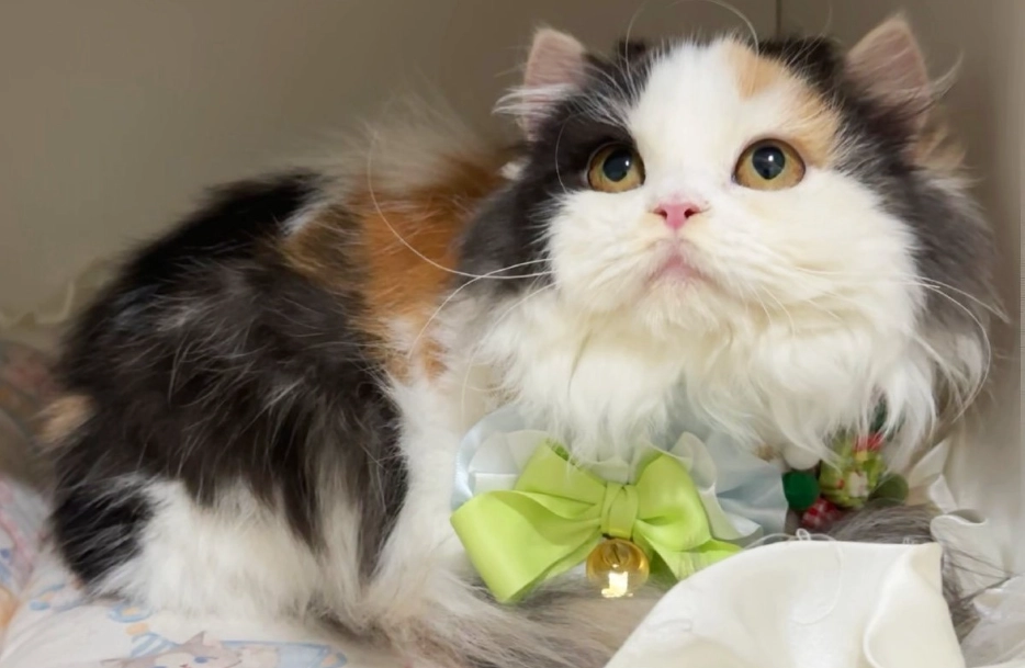 花貓飼養