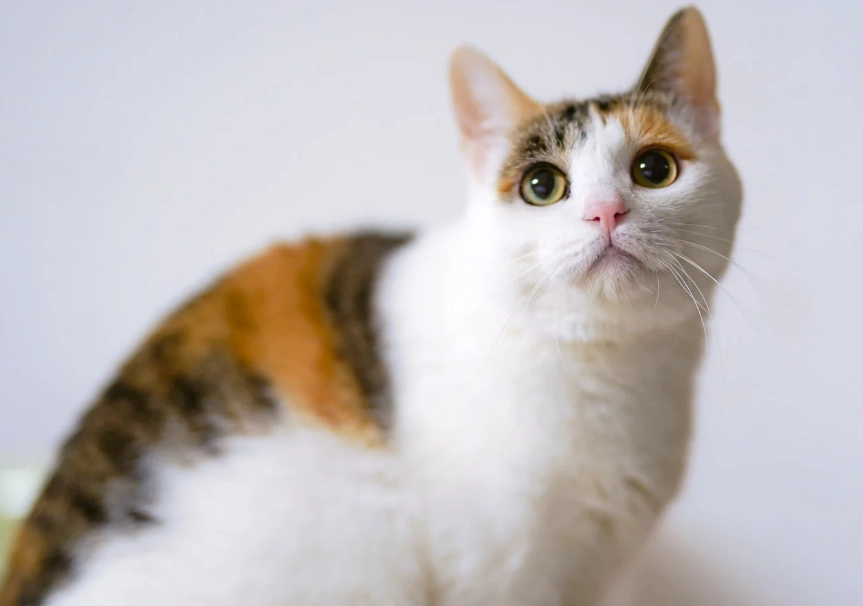花貓飼養
