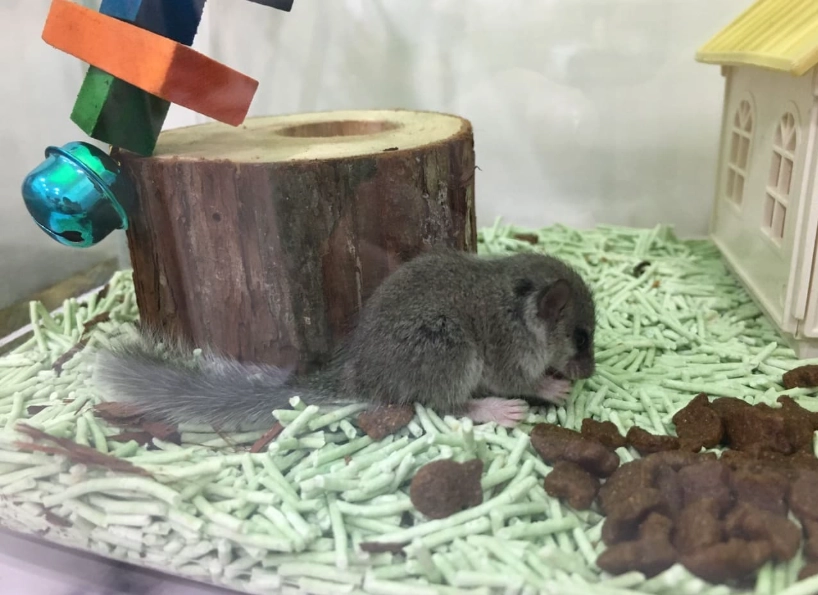 小飛鼠飼養