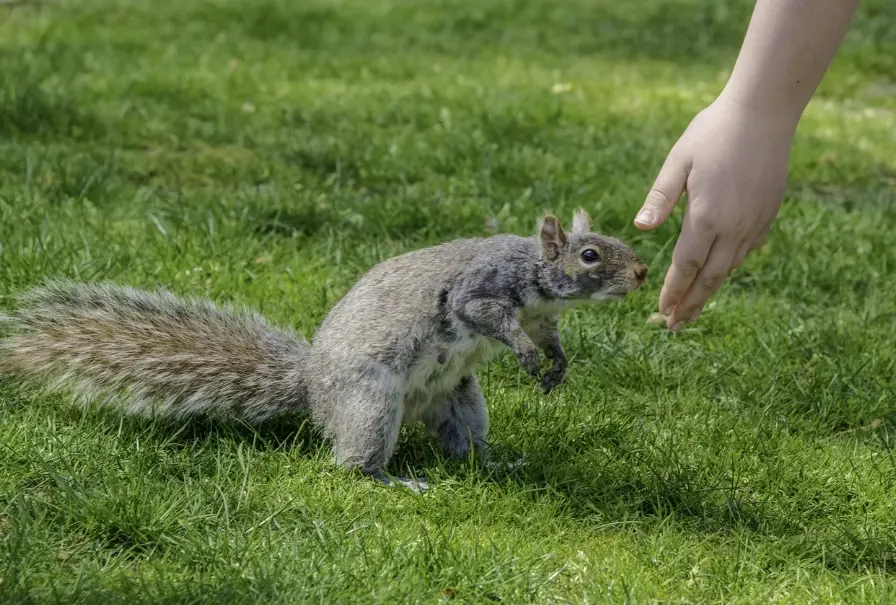 小飛鼠飼養