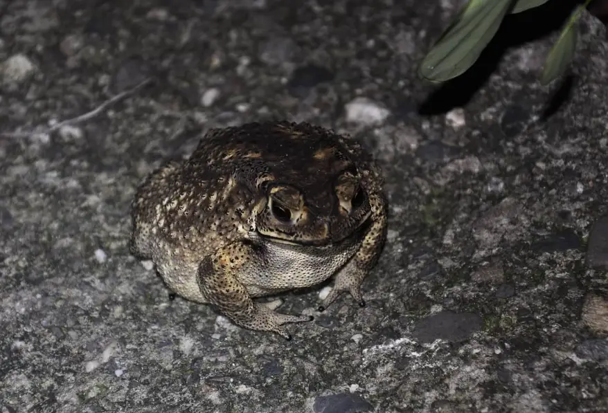 黑眶蟾蜍 黑眶蟾蜍