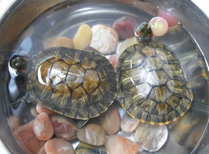 澤龜陸龜差別